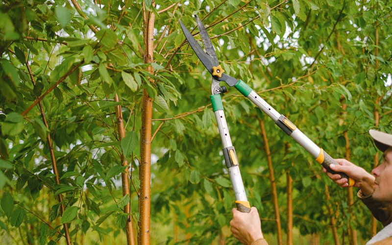 Tree trimming in Shamokin Dam, PA